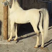 مادیان نریان