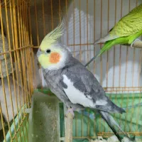 عروس هلندی سخنگو و دستی|پرنده|شیراز, قالیشویی|دیوار