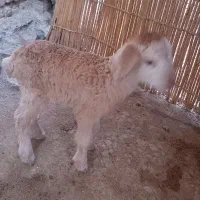 ۱ عدد بره شیری سالم