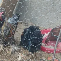 خروس زینتی و خانگی|حیوانات مزرعه|مهریز, |دیوار