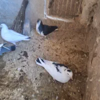 کفتر|پرنده|نصر آباد, |دیوار