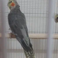 یک عدد عروس هلندی نر جوان|پرنده|رودبار, |دیوار