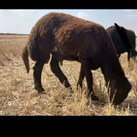بره قوچی درجه یک مخصوص نسل کشی
