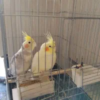 فروش یک جفت عروس هلندی
