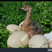 جوجه کشی شترمرغ رودان