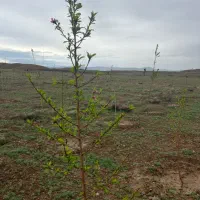 زمین ملکی باآب ونگهبان حومه ارامگاه فردوسی ماریان|فروش خانه و ویلا|مشهد, درزآب|دیوار