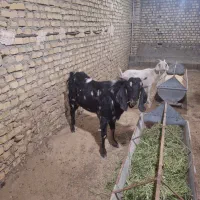 یکی نربز پاکستانی اصل یک سالونیمه خیلی شروروزن75|حیوانات مزرعه|مهریز, |دیوار