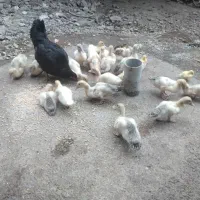 جوجه اردک اسراعیلی و بوغلمون برای فروش دارم