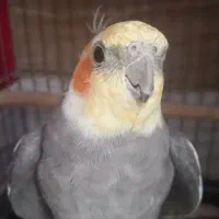 عروس هلندی مولد|پرنده|مشکین‌دشت, |دیوار