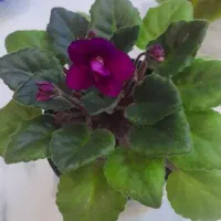 گل بنفشه آفریقایی|گل و گیاه طبیعی|کرج, شاهین‌ویلا|دیوار