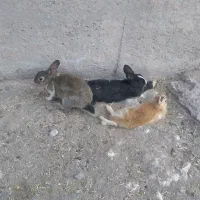 خرگوش