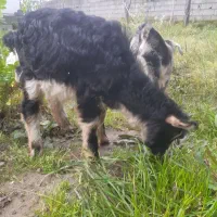 بز نر ۵ماهع علف خوار