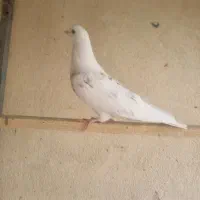 کفتر سفید پرش. سنگین|پرنده|فردیس, شهرک ۱۱۰|دیوار