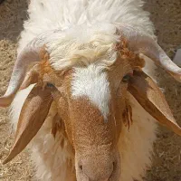 میش بره نر|حیوانات مزرعه|اهواز, دغاغله|دیوار