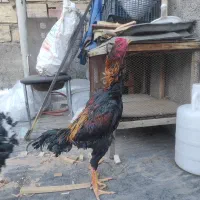 خروس لاری اوشامو