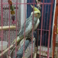 عروس پاریس گمشده