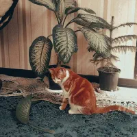 گربه نارنجی|گربه|شیراز, کوشک میدان|دیوار