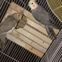 عروس هلندی مولد به شرط جوجه دهی|پرنده|کرج, شهرک سهرابیه|دیوار