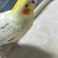 گمشده فوری طوطس عروس|حیوانات|آستانه اشرفیه, |دیوار