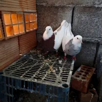 سه عدد طوقی