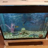 اکواریوم باتمام وسایل|ماهی|مرودشت, فرهنگ|دیوار