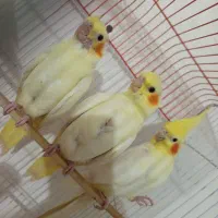 عروس هلندی رام و دستی