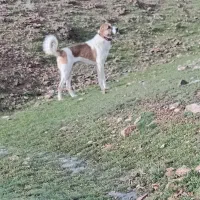 سگ سرابی گله ونگهبان