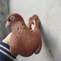 سرخ رنگ خون