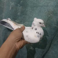 کفتر یا کبوتر گرفتی غریب گیری کفتر تیرماه کفتر خوب|پرنده|تهران, خلازیر|دیوار