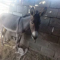 الاغ نر|حیوانات مزرعه|جیرفت, |دیوار