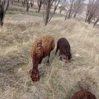 میش بره دار