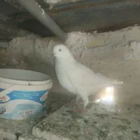 دو عدد کبوتر سفید|پرنده|سنندج, |دیوار