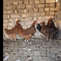 فروش مرغ و خروس بومی