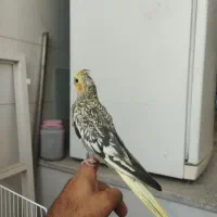 عروس هلندی|پرنده|زرین دشت (فارس), |دیوار