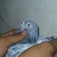 کفتر تیدی پاکستانی|پرنده|شادگان, |دیوار