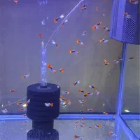 گوپی کوی بالن اصیل|ماهی|اهواز, گلستان|دیوار