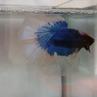 فروش ماهی فایتر هالفمون وارداتی