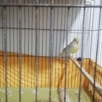 قناری|پرنده|پاکدشت, پاکدشت (مامازند)|دیوار