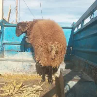 بره نرهترو وهمو بذری|حیوانات مزرعه|اسفراین, |دیوار