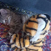 گربه نازوجذاب|گربه|مشگین شهر, |دیوار