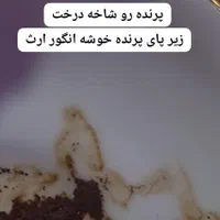 فال فول vip بسیار دقیق حضوری و تلفنی|خدمات پذیرایی، مراسم|اصفهان, فیض|دیوار