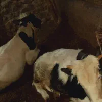 گاونر|حیوانات مزرعه|هیر, |دیوار