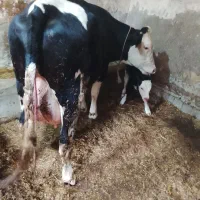 فروش گاوسمینتال باگوساله ماده