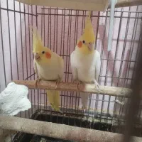 یه جفت عروس هلندی با یک عدد جوجه