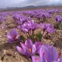 توزیع گل زعفران