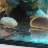 جفت ماهی کت چوبی مولد