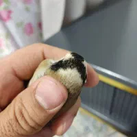 سهره چهارگل