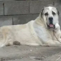 سگ الابای نر 17ماهه نگهبان سرابی پژدر ژرمن افغان