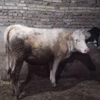 گاوشیری|حیوانات مزرعه|اردبیل, |دیوار