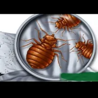 (سم پاشی موش.موریانه&سمپاشی ساس)در بلوارسـمـیه قـم|خدمات نظافت|قم, عمار یاسر|دیوار